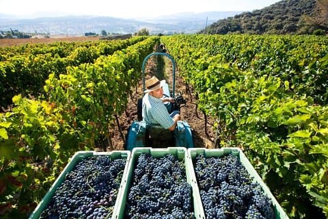 Valpolicella Wine and Olive Oil Tasting with Lunch from Verona