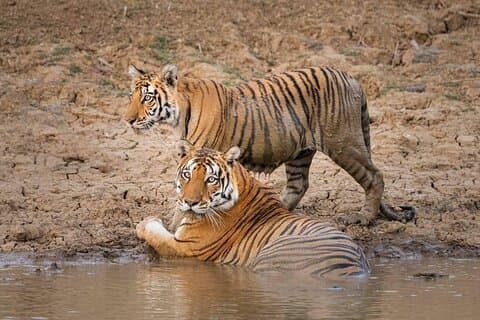 Parque Nacional Panna e Tiger Reserve Jeep Safari de Khajuraho