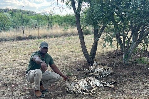 Löwen- und Gepardensafari ohne Anstehen in Pretoria