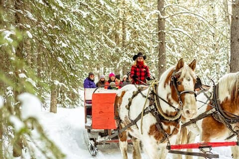 1-stündige gemeinsame Winterschlittenfahrt in Kananaskis