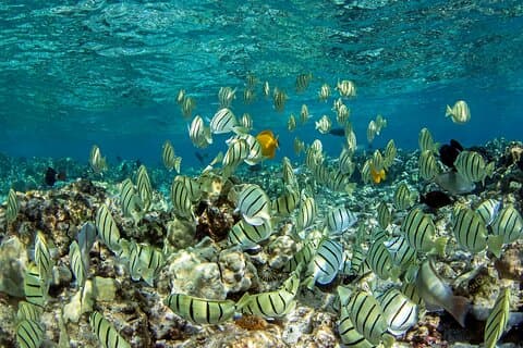 Privé Kealakekua Bay Kapitein Cook Snorkelen