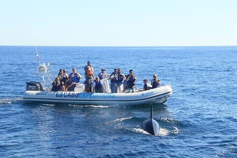 Crucero en barco con avistamiento de ballenas en Cabo San Lucas