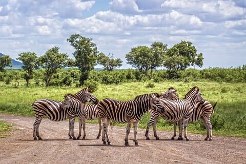 Privétour van een hele dag in het Kruger Nationaal Park