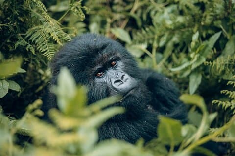 1 Day Gorilla Trekking Safari in Rwanda Volcanoes National Park