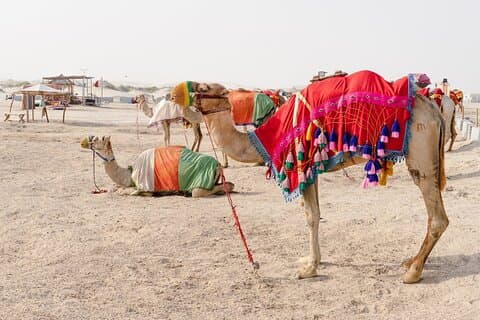Privat rundvisning i Doha halvdags ørkensafari