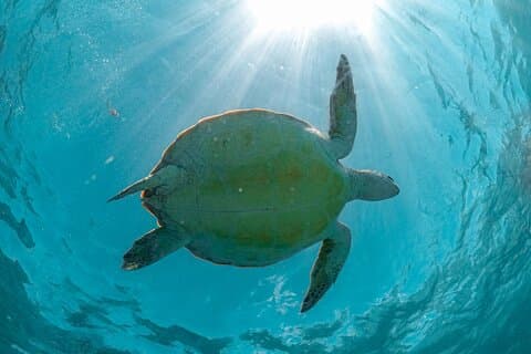 Från Tulum: Akumal Beach Simma och Snorkla med Turtles Experience