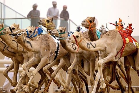 Privérondleiding Sheikh Faisal Museum en kamelenracebaan