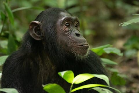 1 dags Ngamba Island Chimpanseoplevelse