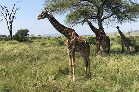 One Day Tanzania Safari - Tarangire or Arusha National Park