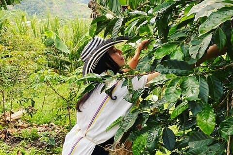 Koffietour in Medellín met proeverijen en transport