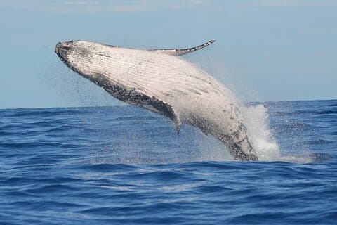 1.5-Hour Guided Marine Life Tour