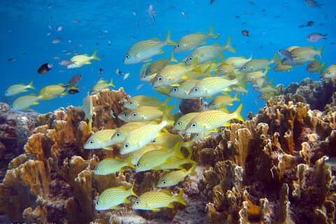 Private South island tour and Snorkel combo