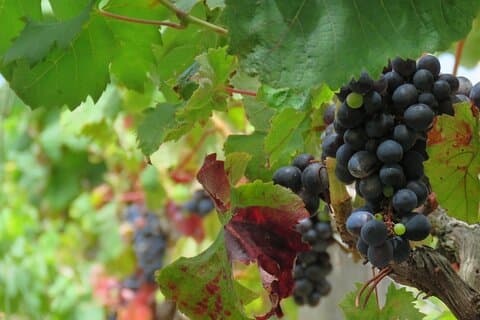 Vineyard Escapade og skywalk, et vintur 4x4 eventyr