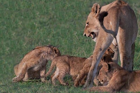 6 Tage Gorilla-Trekking im Queen-Elizabeth-Nationalpark
