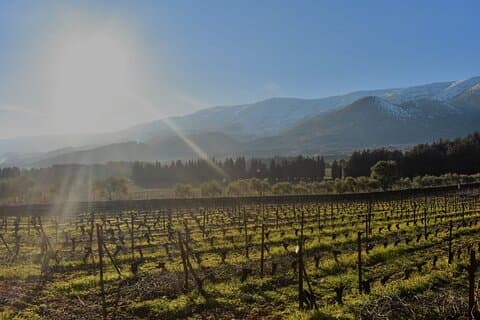 Visite privée d'une journée complète des vins de la vallée de la Bekaa au départ de Beyrouth