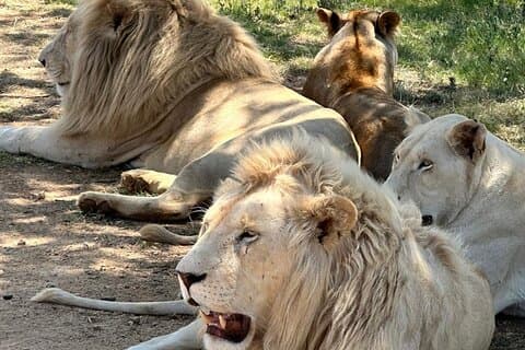 Fengende Safari Lion Park-oplevelse (rundvisning med halv dag)