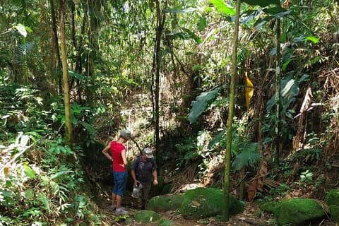 Gold Trail Atlantic Forest Walk