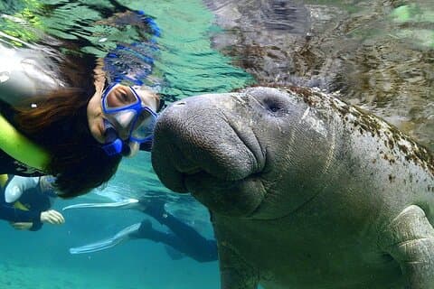 Manatee snorkling eventyr tur med frokost & hotel afhentning