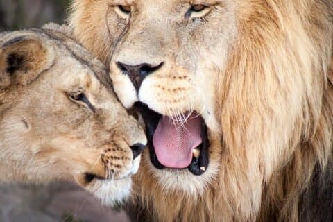 Von Kapstadt : Big Five Safari Tour