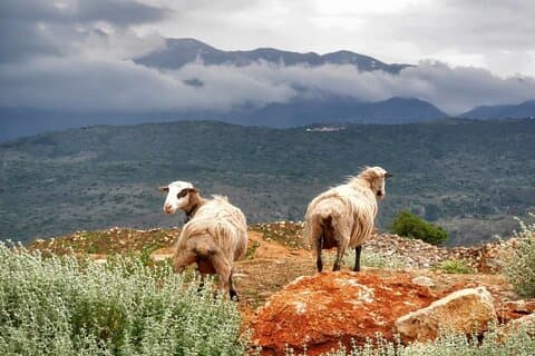 Crete Shore Excursion: Cave of Zeus, Knossos Palace & Villages