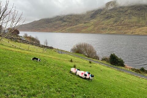 Restauranter i nærheten av Kylemore Abbey, Sheepdog Demo & Connemara Tour