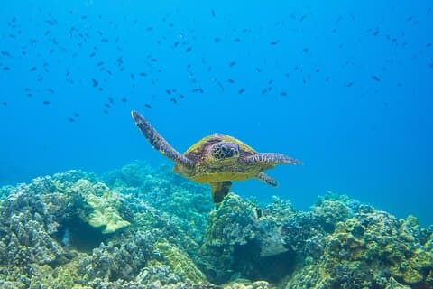 El mejor Maui 3 horas Molokini y Turtle Town Snorkel