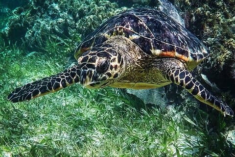 Snorkling guidad aktivitet i Puerto Morelos Mexiko