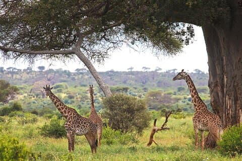 Safari de 3 días por el lago Manyara y el cráter del Ngorongoro