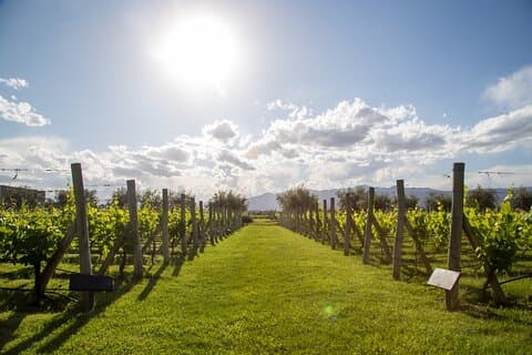 Privat Maipu Valley vintur fra Mendoza