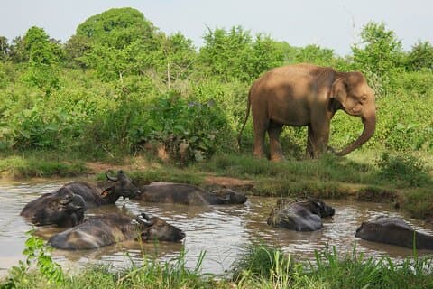 Private Tour Udawalawe National Park Full Day from Colombo