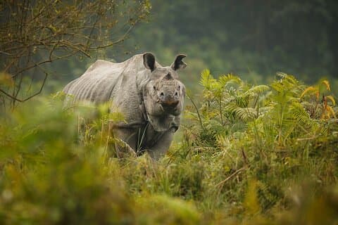 Esplora Chitwan: La bellezza selvaggia del Nepal