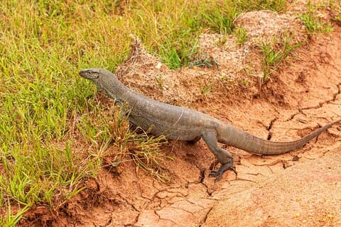 Privat tur Wilpattu National Park Safari fra Negombo/Waikkal