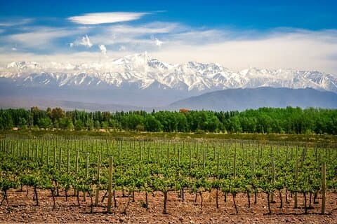 Visite privée d'une journée complète des vins de Luján De Cuyo au départ de Mendoza