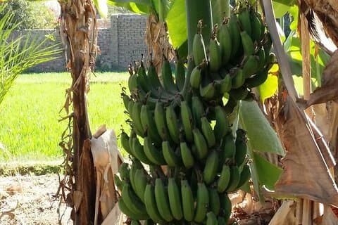 Avventura privata in motoscafo a Luxor : Banana Island & giro sul Nilo
