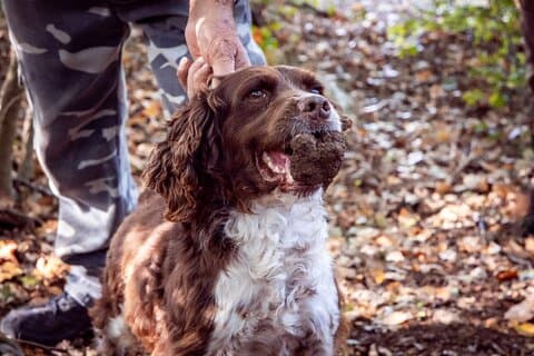 Umbria Truffle Hunting Experience with Tasting
