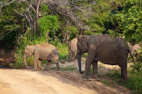 Privétour Hurulu Eco Park Safari vanuit Colombo