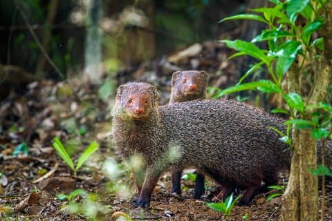 Private Tour durch den Minneriya-Nationalpark ab Colombo