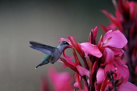 Privat dagstur i Yerette, Hummingbirds hem