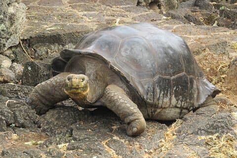 Privat tur til Matura Turtle