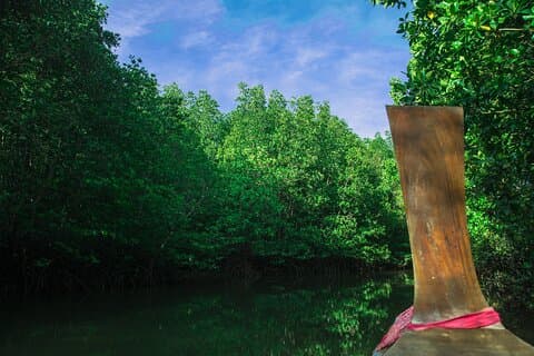 Tour privato Magic Mangrove Paddle nella laguna di Beef Island