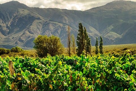 Ganztägige private Weintour durch das Calchaquí-Tal und Cafayate ab Salta