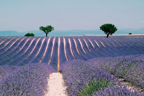 Excursion privée d'une journée en Provence, vignobles et champs de lavande
