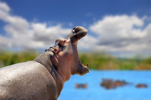 Cratere privato di Ngorongoro per l'intera giornata, Safari Adventure