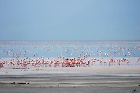 Esplorando le meraviglie del lago Manyara, un'avventura di un'intera giornata