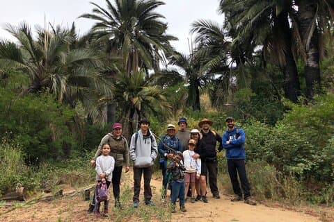 Excursão privada ao bosque de palmeiras em Viña del Mar