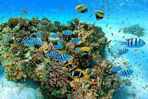 Sharm El Sheikh: viaje en barco VIP por Ras Mohammed y la isla Blanca