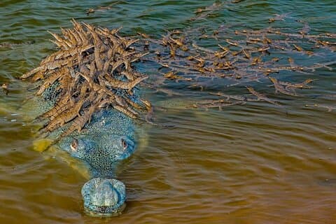 Tajmahal-Übernachtungstour mit Alligators Safari