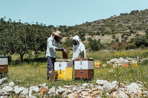 Oppdag Kreta privat: Vin, honning, historie og lokal mat