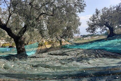Visite privée à Nauplie avec dégustation d'huile d'olive à Corinthe