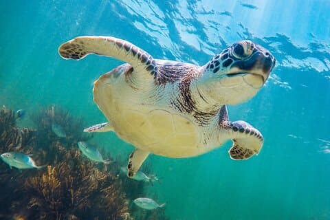 Passeio a Tulum e cenote com natação com tartarugas da Riviera Maya